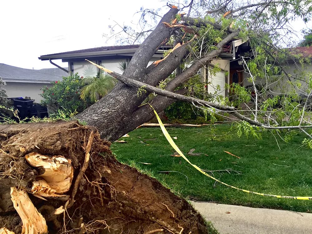 Storm-damaged roof with fallen tree before David's Roofing restoration